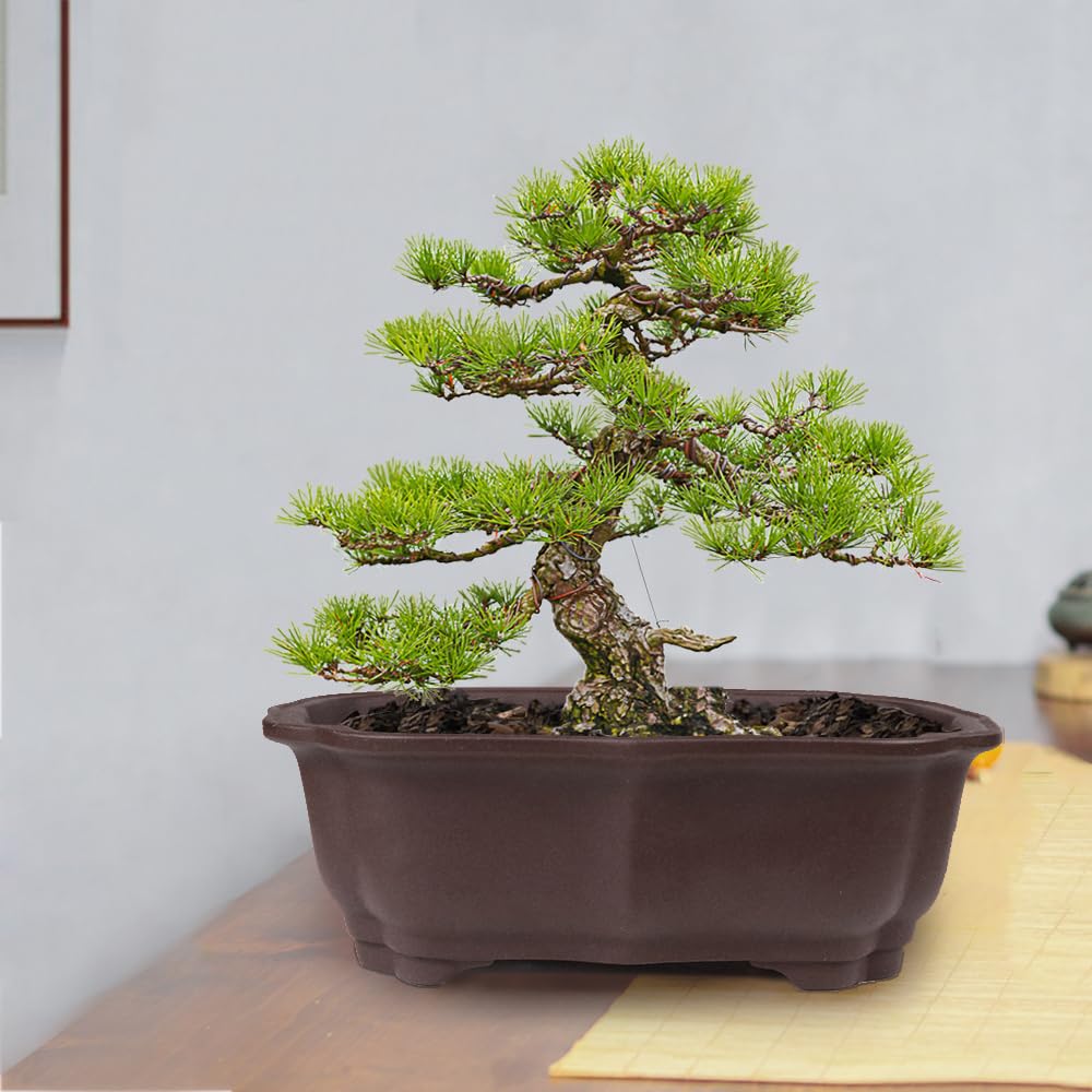 MUZHI bonsai pot in outdoor garden setting
