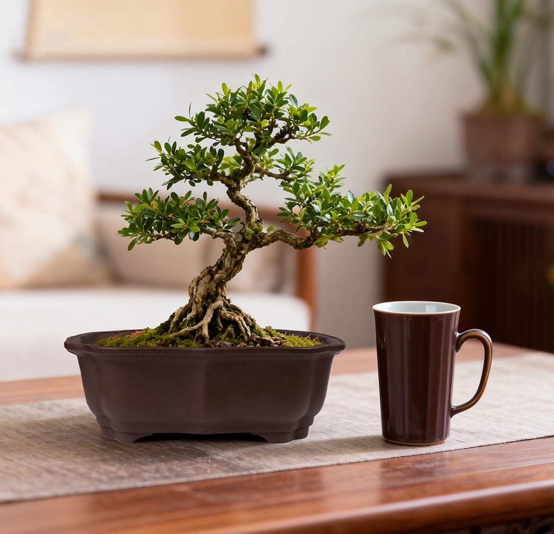 MUZHI bonsai pot set with drip trays on a wooden table