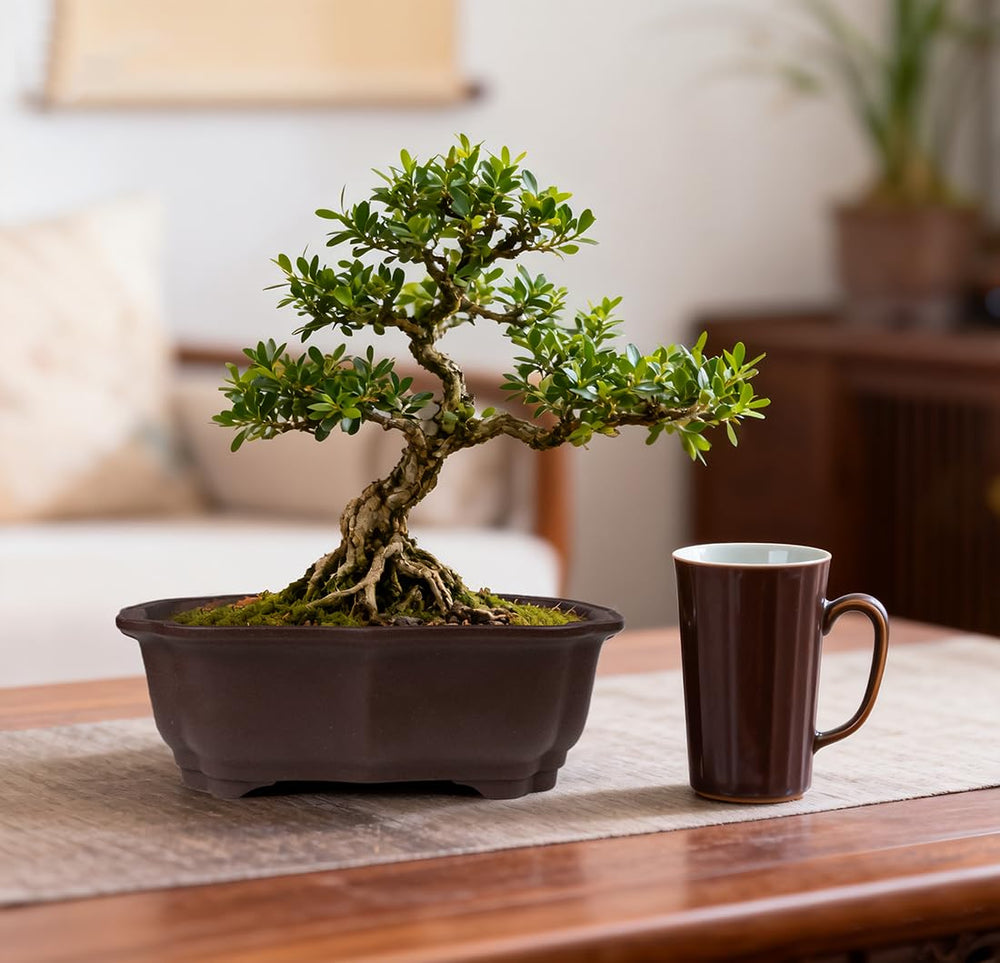 MUZHI bonsai pot set with drip trays on a wooden table