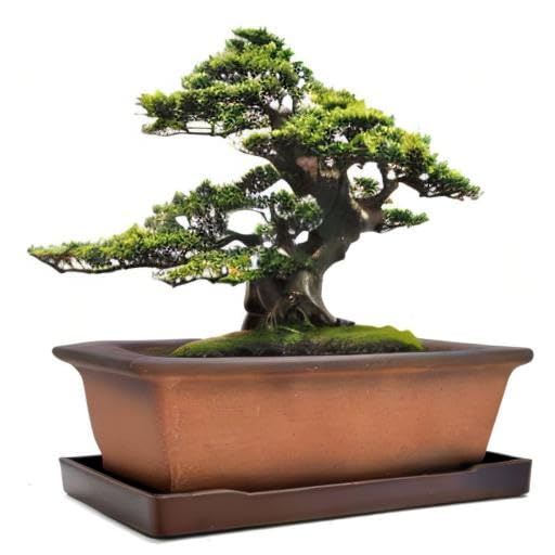 MUZHI decorative ceramic bonsai planter in a garden setting