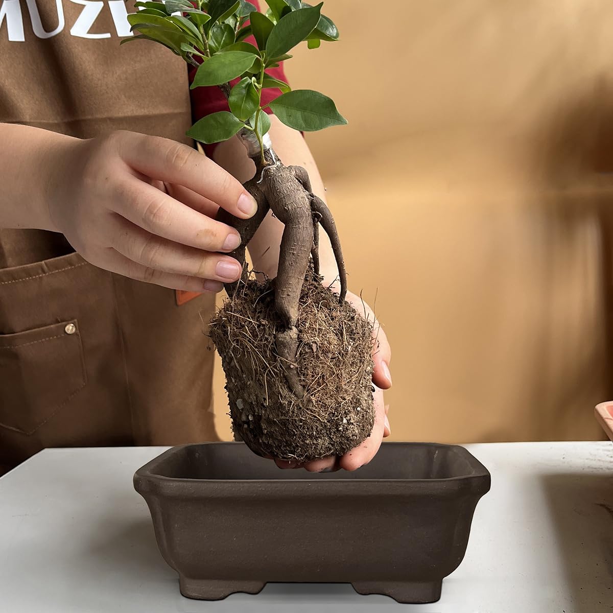 MUZHI Zisha Planter Pot with succulent inside showing drainage tray