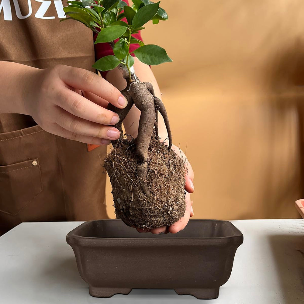 MUZHI Zisha Planter Pot with succulent inside showing drainage tray
