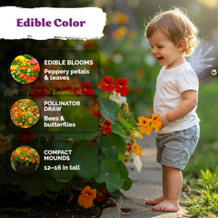 Nasturtium plants in a garden setting