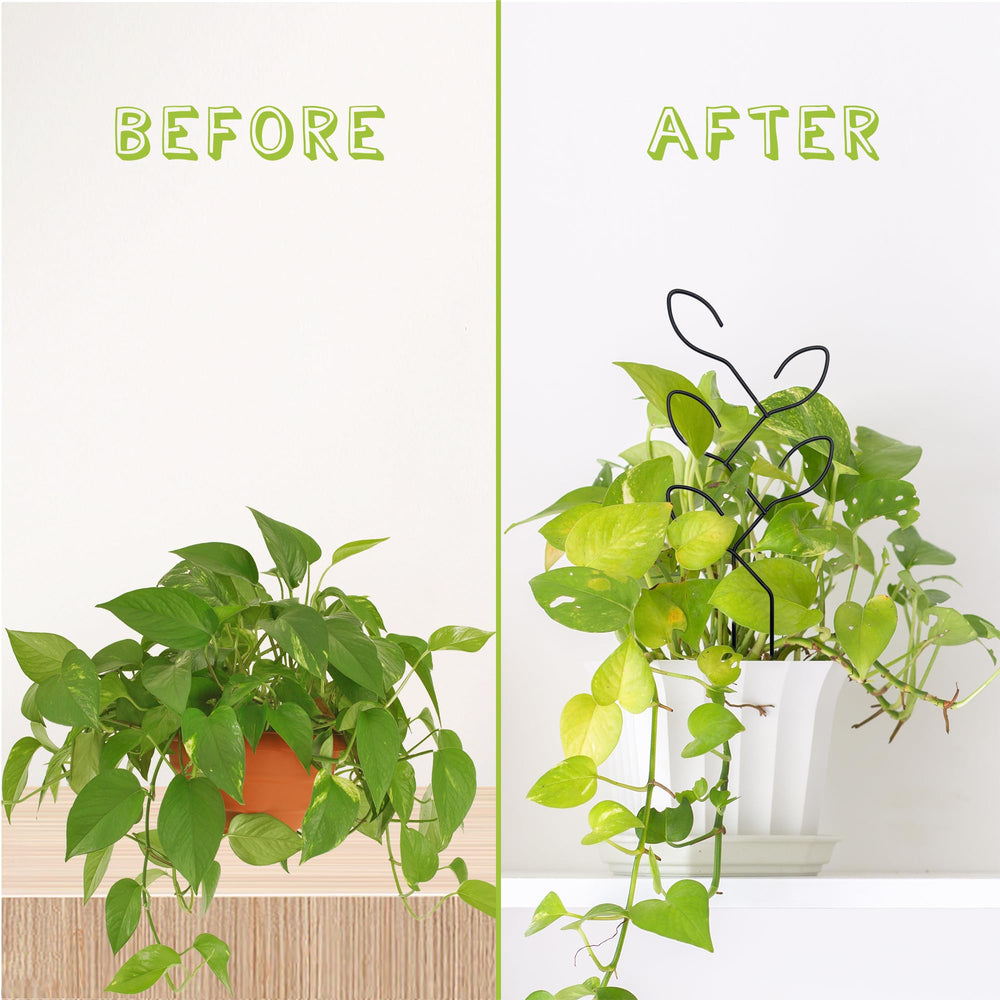 Natrlart Metal Leaf Shape Garden Trellis supporting climbing plant