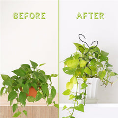 Natrlart Metal Leaf Shape Garden Trellis supporting climbing plant