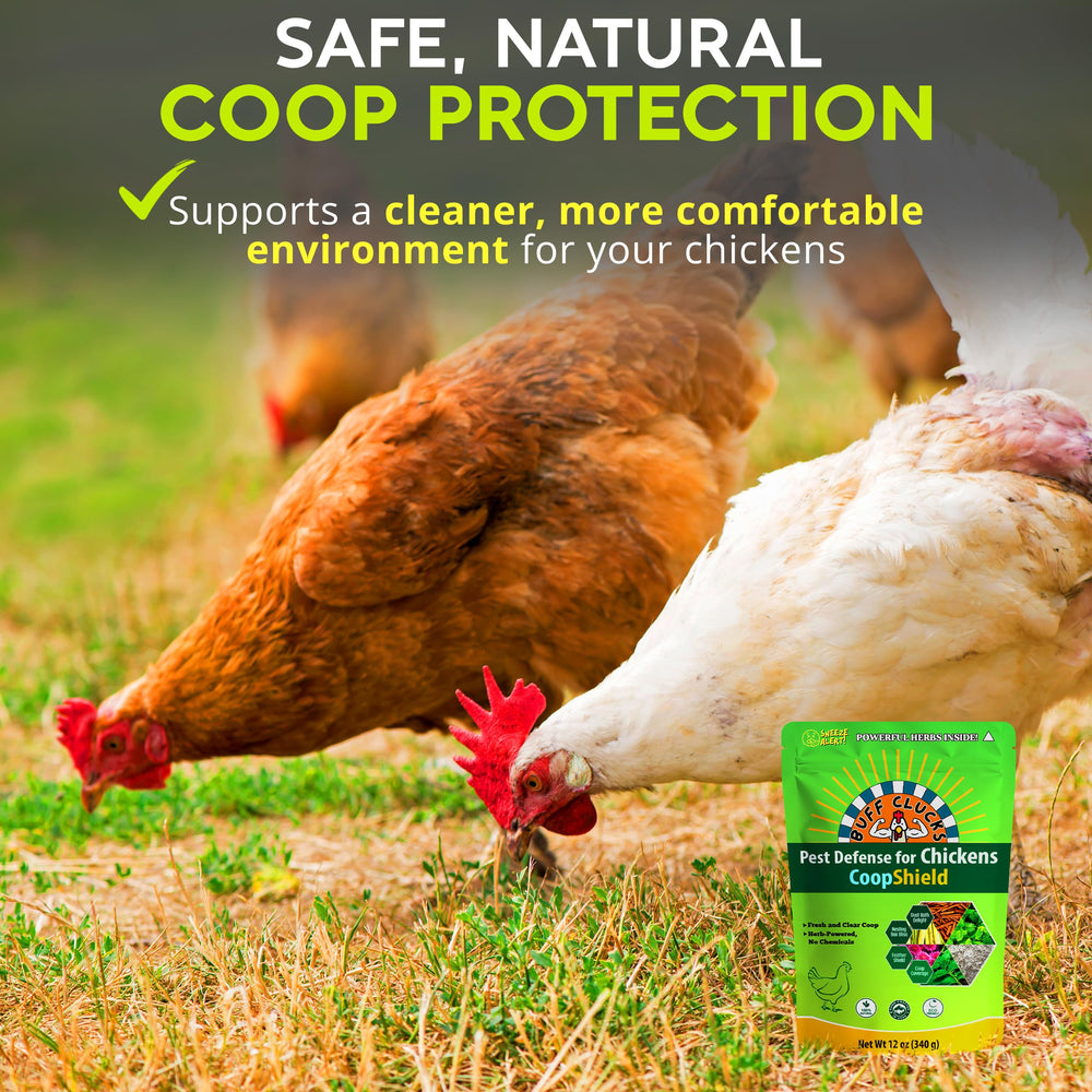 Natural ingredients of Buff Clucks Dust Bath displayed