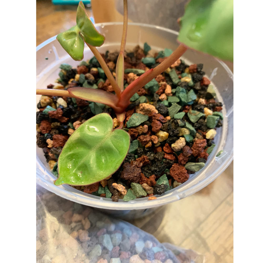 Natural stones from CJGQ ideal for succulent potting