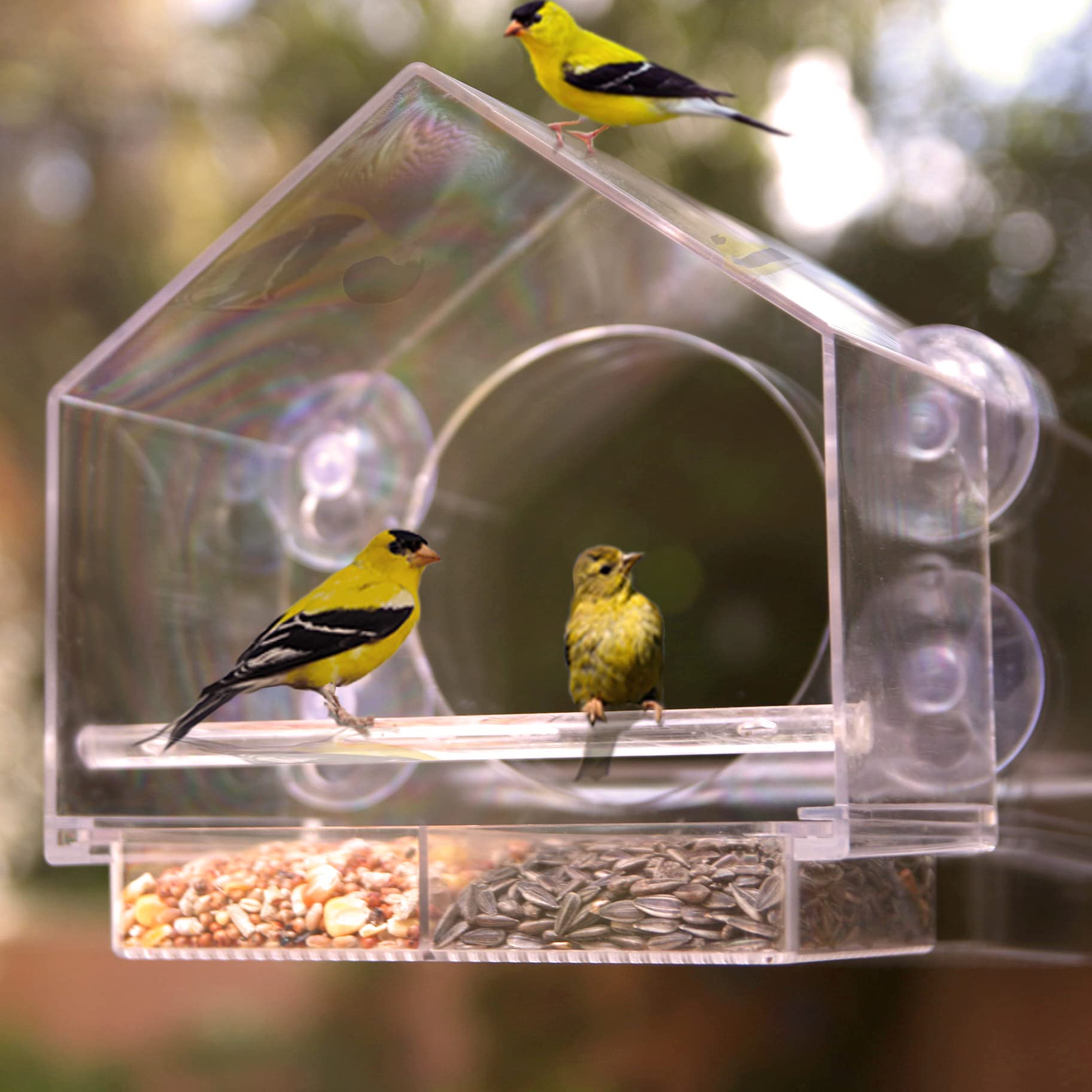 Nature Anywhere Window Bird Feeder with birds in background