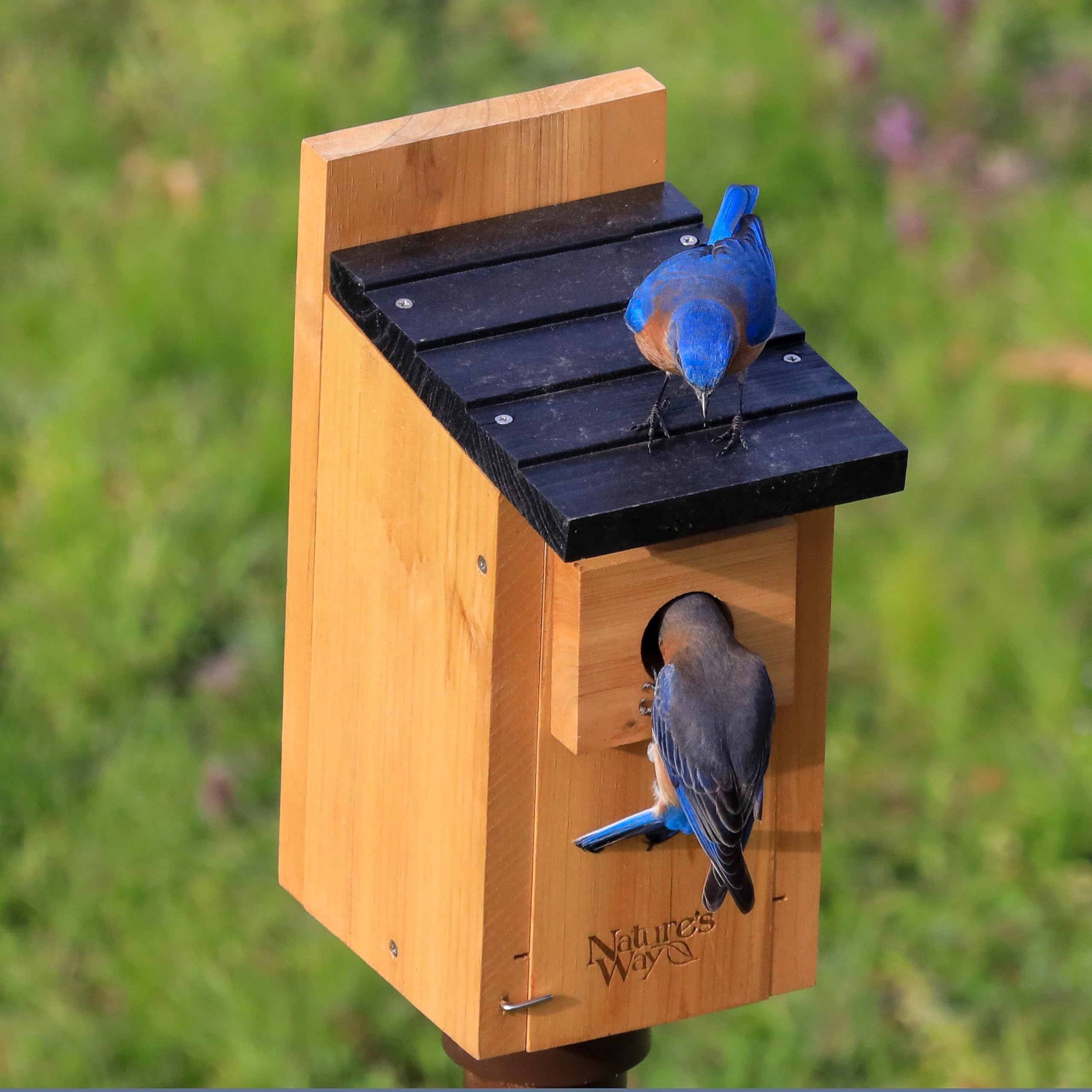 NATURE'S WAY Bluebird Box House in garden setting
