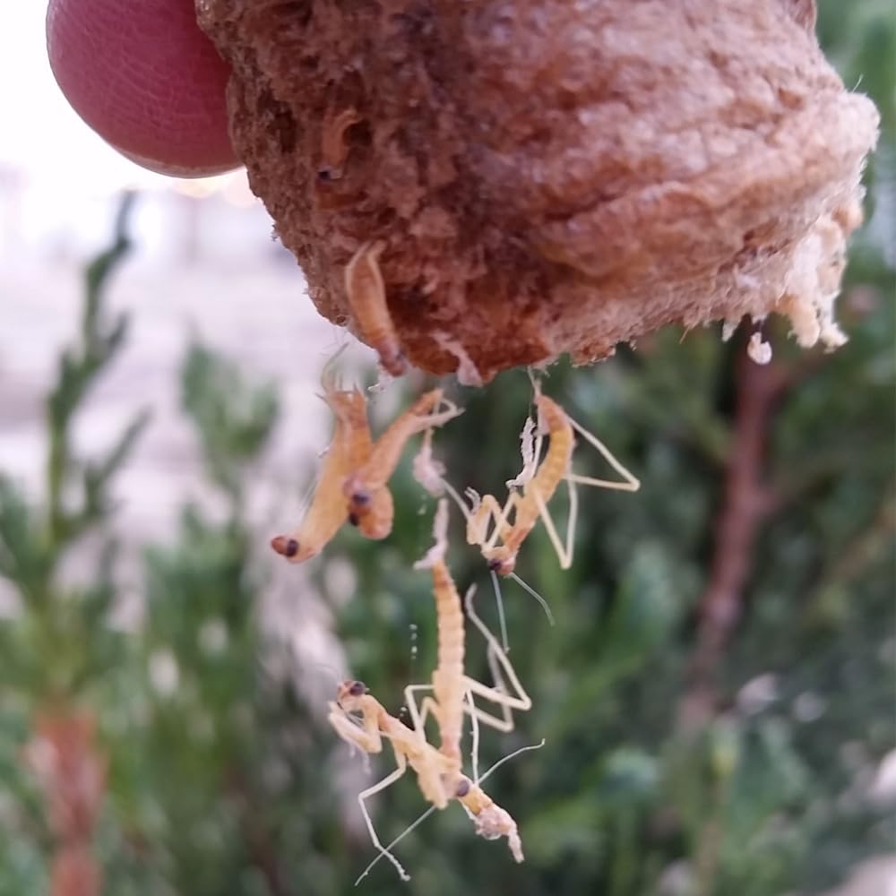 NaturesGoodGuys Praying Mantis Egg Cases in a natural habitat