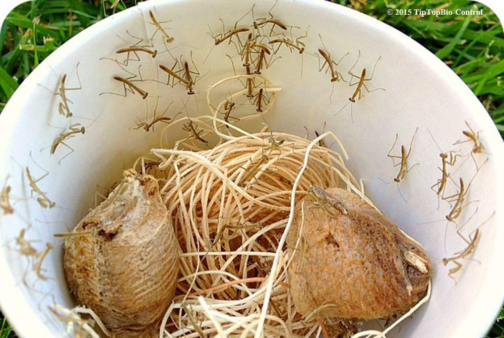 NaturesGoodGuys Praying Mantis Egg Cases packaging with two pods