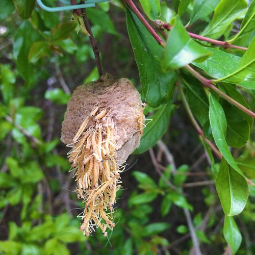 NaturesGoodGuys Praying Mantis Egg Cases with custom monitoring window
