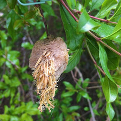 NaturesGoodGuys Praying Mantis Egg Cases with custom monitoring window