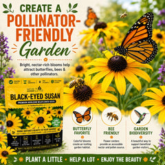 NatureZ Edge Black Eyed Susan Seeds packet back view with planting instructions