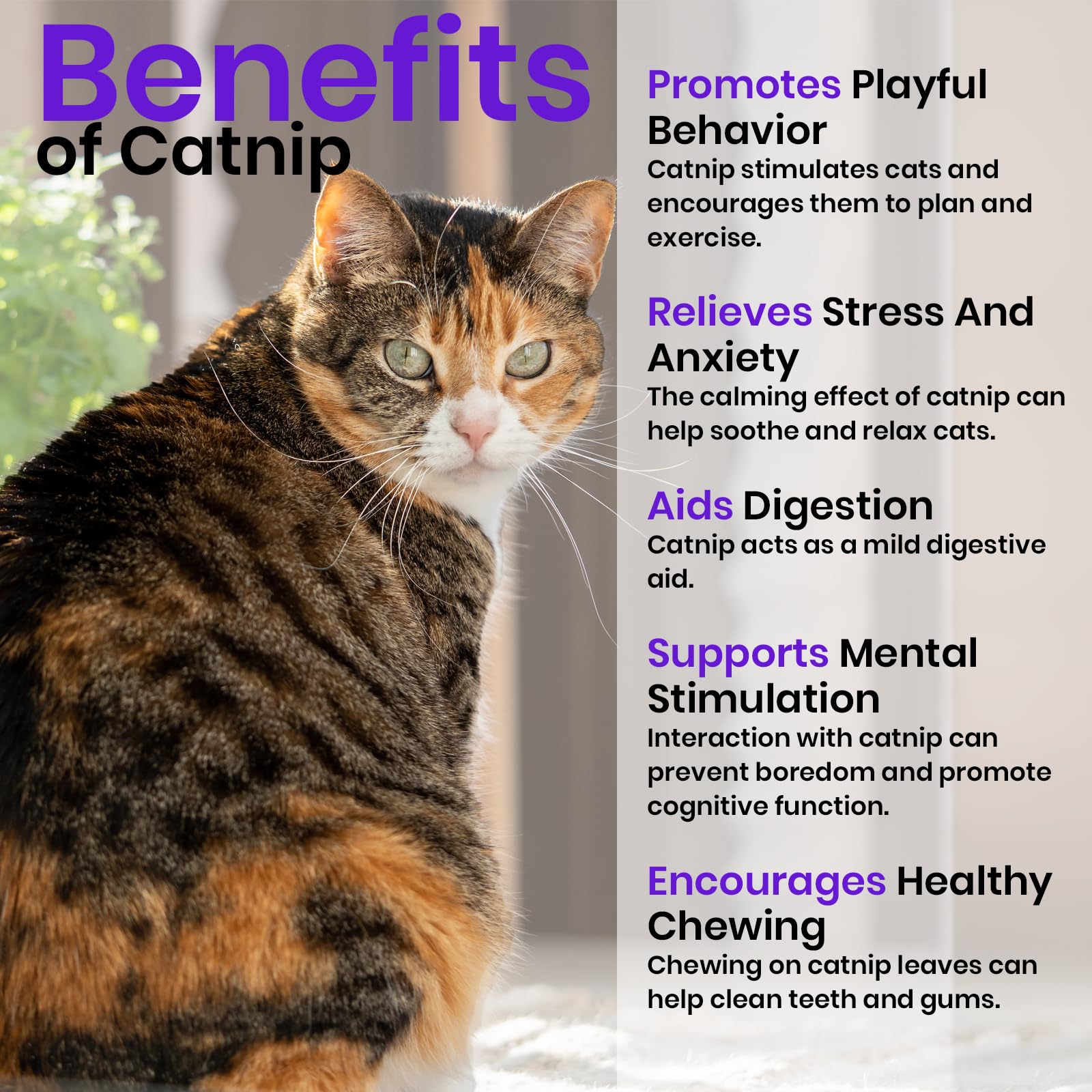 NatureZ Edge Catnip Seeds packaging and details
