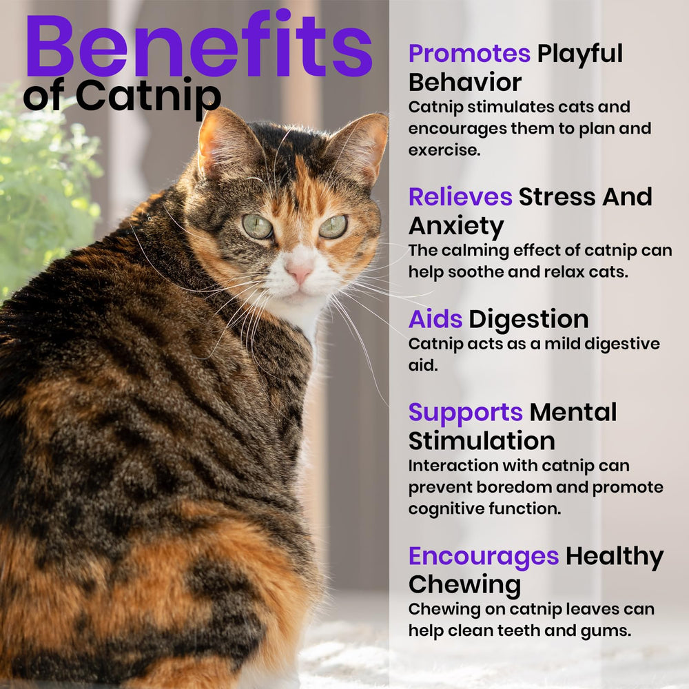 NatureZ Edge Catnip Seeds packaging and details