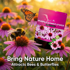 NatureZ Edge Echinacea Seeds package back view with planting instructions