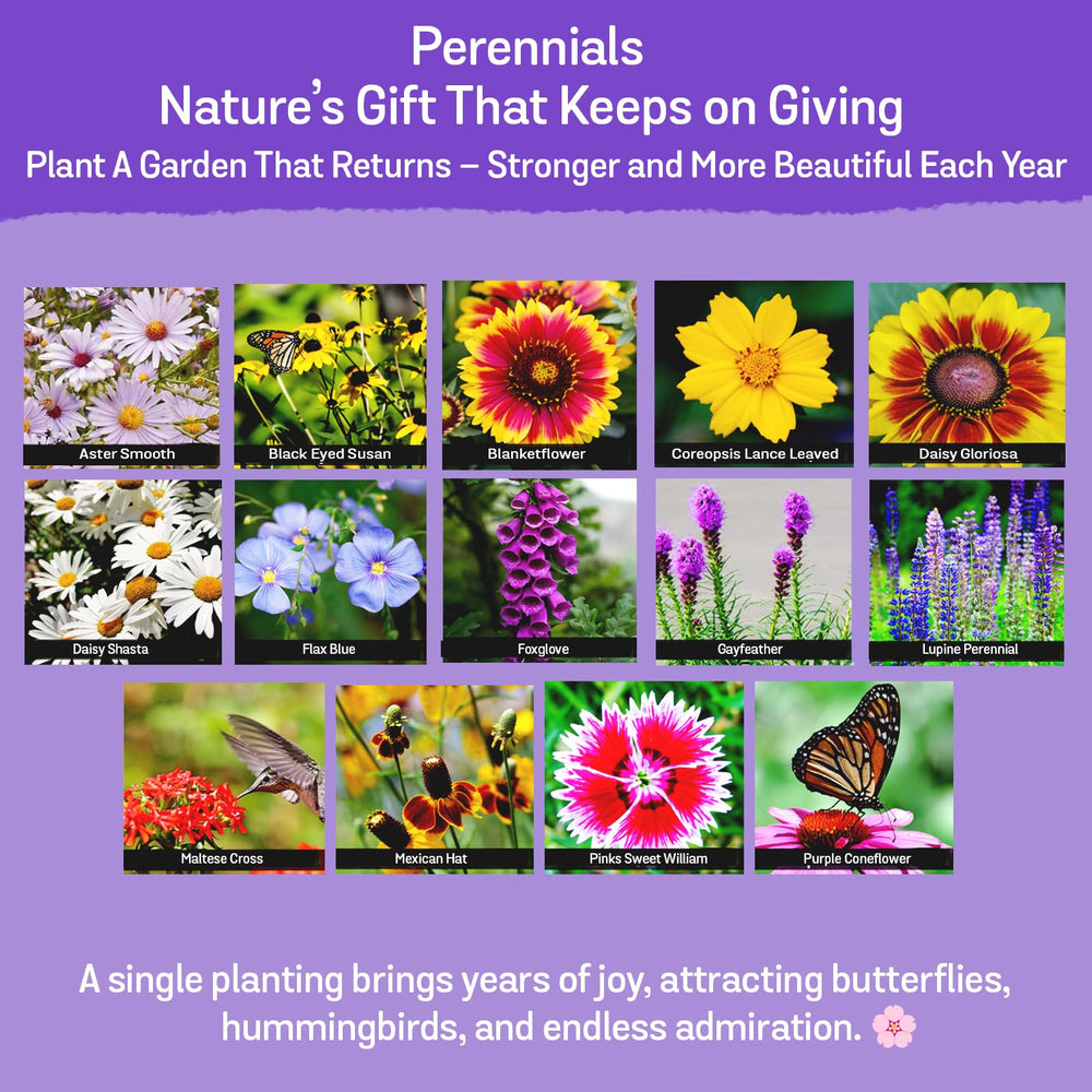 NatureZ Edge Wildflower Seeds Mix with various flowers