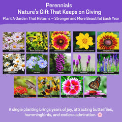 NatureZ Edge Wildflower Seeds Mix with various flowers