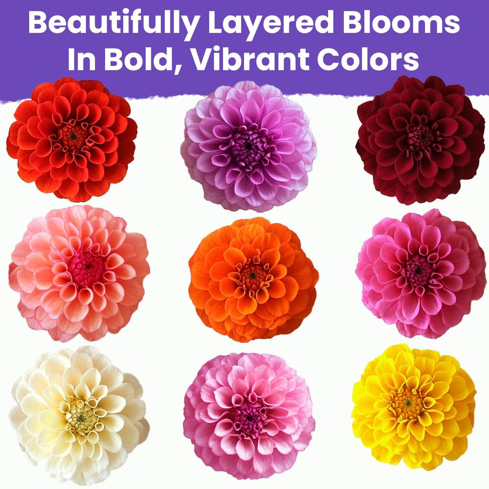 NatureZ Edge Zinnia Seeds in a garden setting with blooming flowers