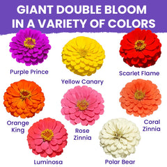 NatureZ Edge Zinnia Seeds in garden setting