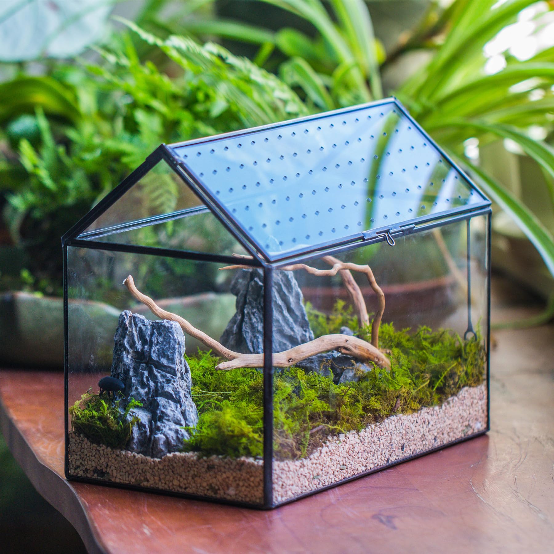 NCYP Glass Terrarium top view highlighting the acrylic lid