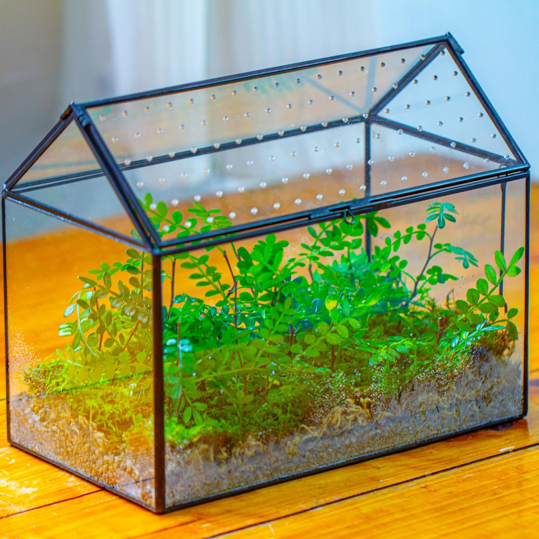 NCYP Glass Terrarium with plants and decorative stones
