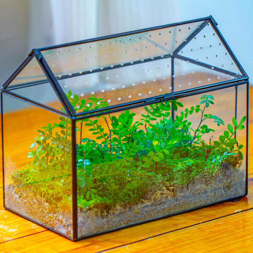 NCYP Glass Terrarium with plants and decorative stones