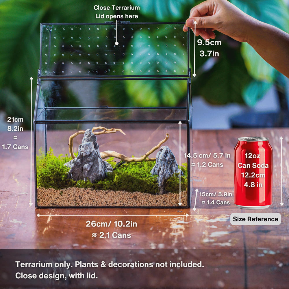 NCYP Glass Terrarium with snails inside for display