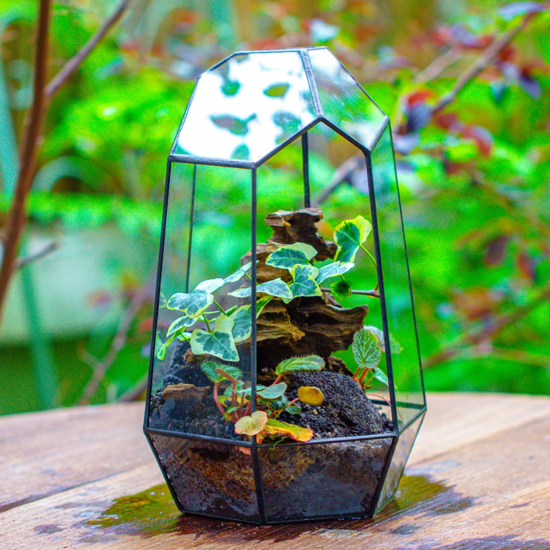 NCYP terrarium demonstrating light transmission with plants