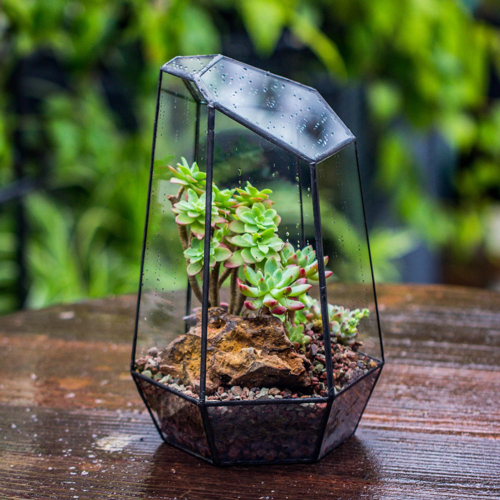 NCYP terrarium packaging view for delivery