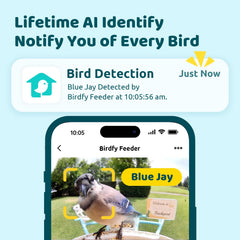 NETVUE Birdfy camera features 1080P video quality