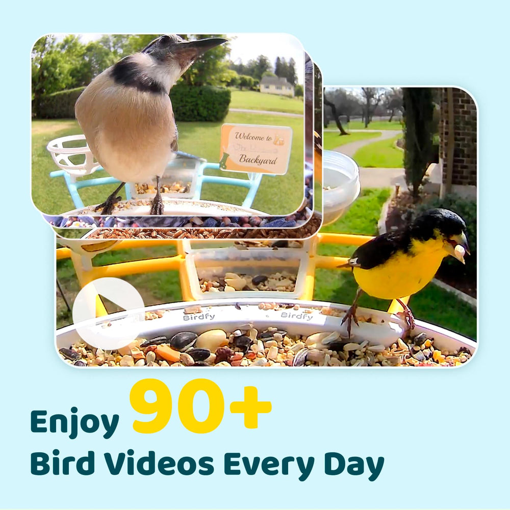 NETVUE Birdfy Pro Bird Feeder setup in a backyard