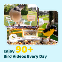 NETVUE Birdfy Pro Bird Feeder setup in a backyard