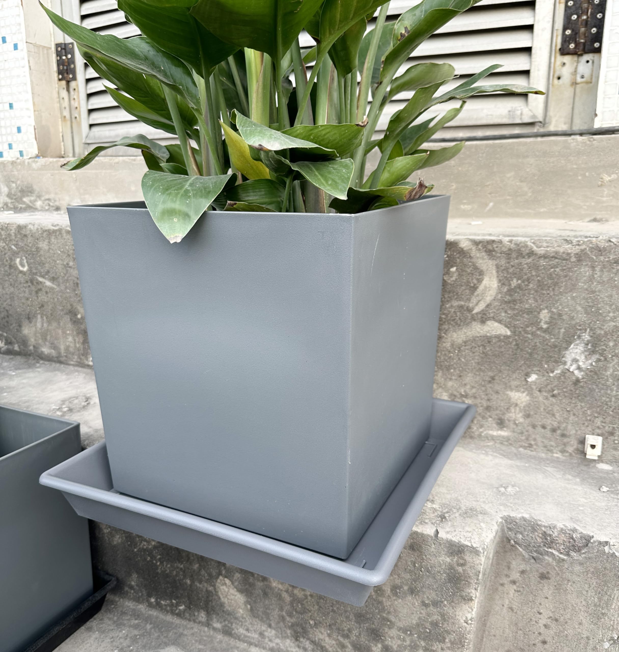 NIMYAU Square Plant Saucer 6 Inch with potted plant on top