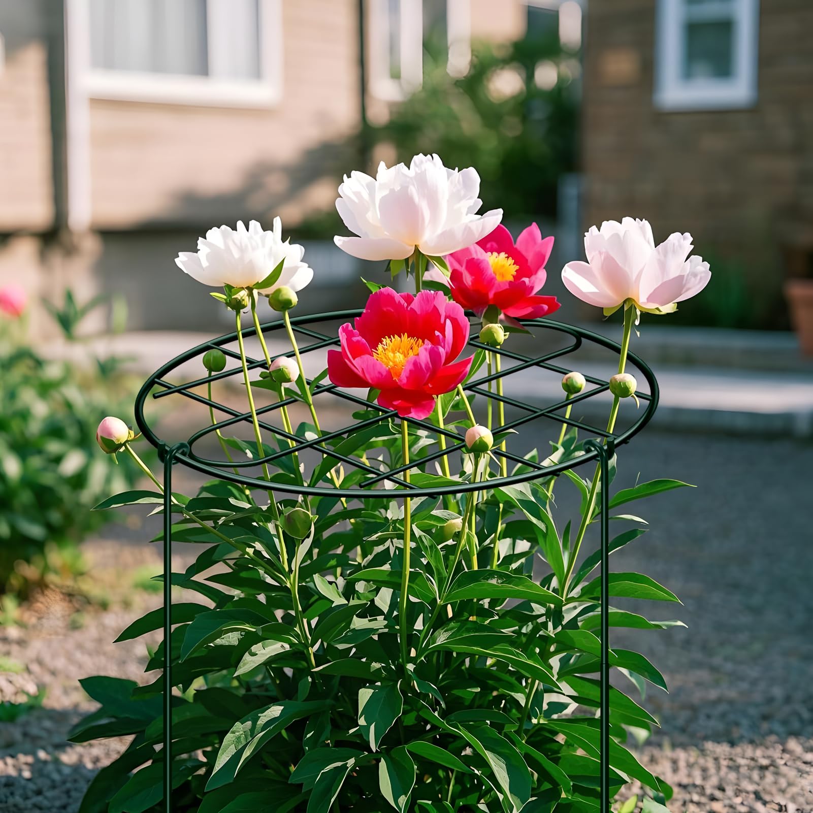 NNG Peony Cages packaging view