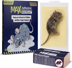 Noctelle 15 pack mouse glue traps front view