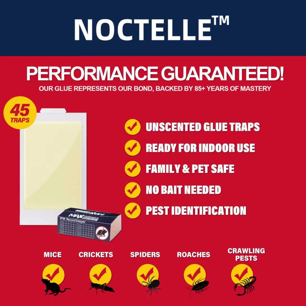 Noctelle glue traps set up in a corner