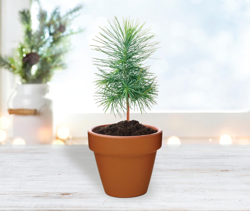 Non-GMO spruce seeds included in the grow kit