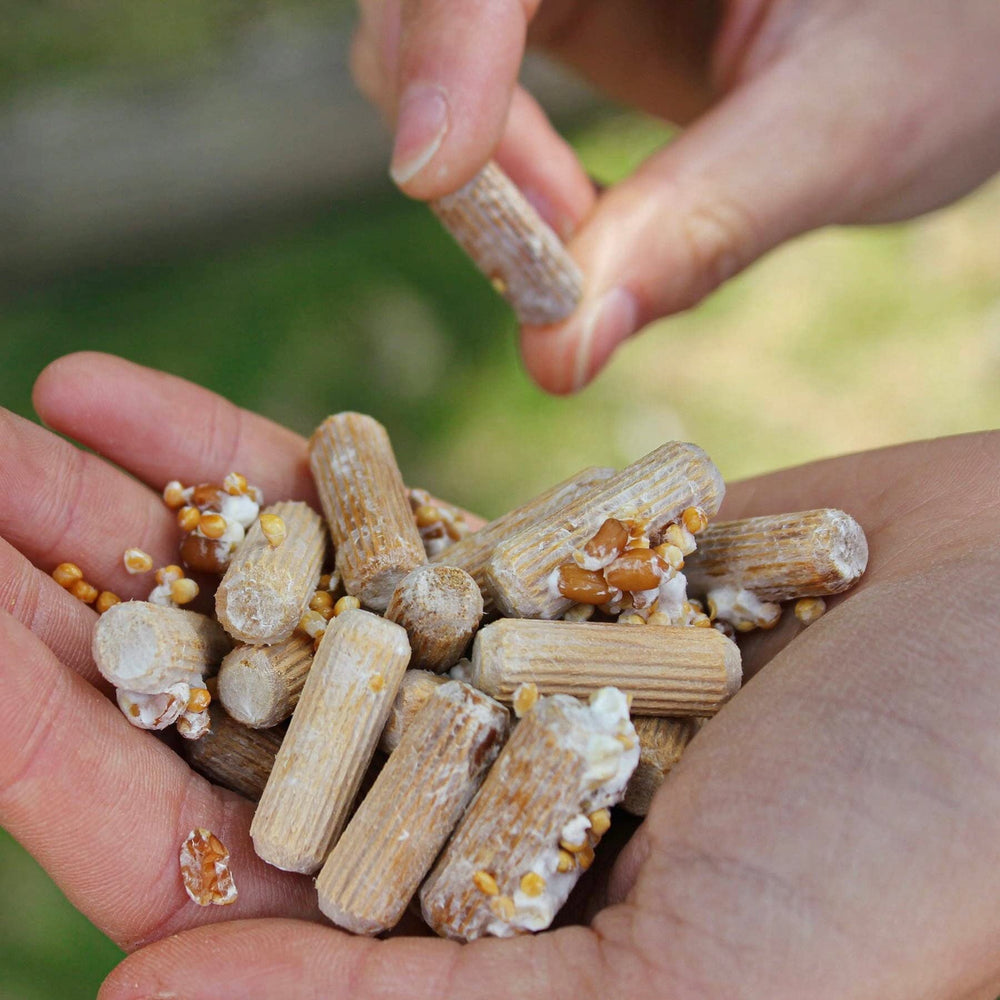 North Spore Chestnut Mushroom Spawn Plugs on a log