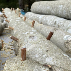 North Spore Mushroom Plugs on a log