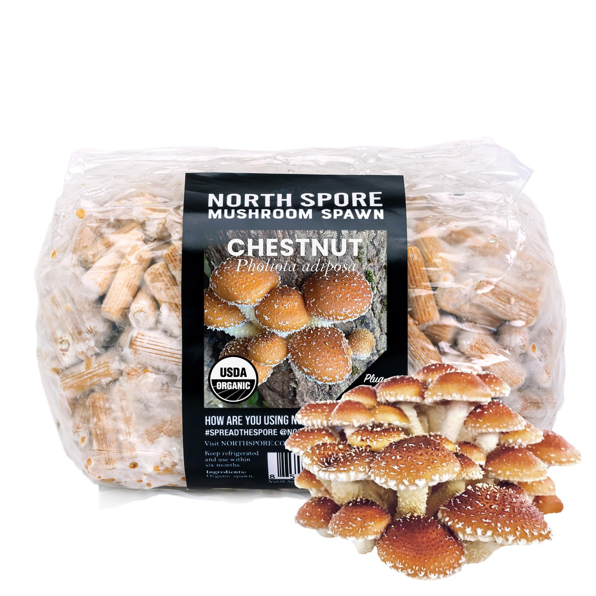 North Spore Organic Chestnut Mushroom Spawn Plugs front view