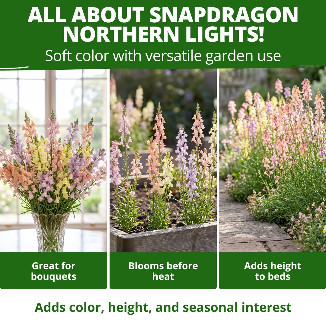 Northern Lights Snapdragon plants with bumblebees in a garden