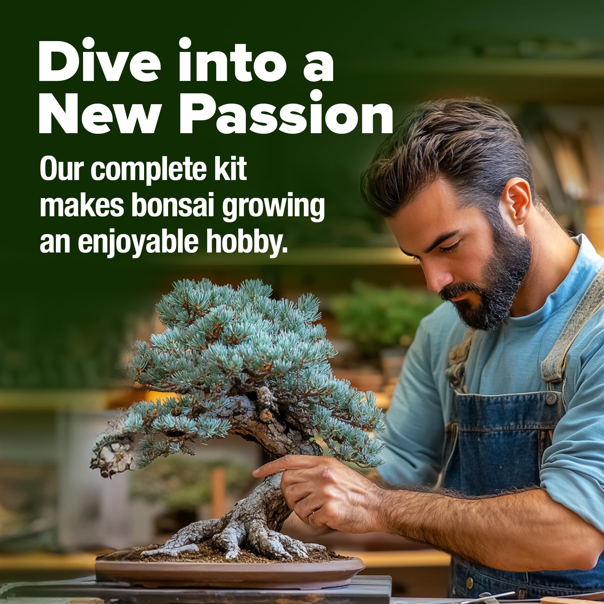 Norway Spruce bonsai seeds from HOME GROWN kit