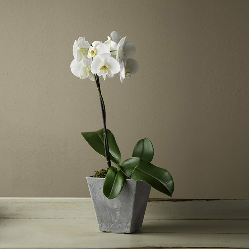 Novelty Ella Square Planter 6-Inch Grey water reservoir feature