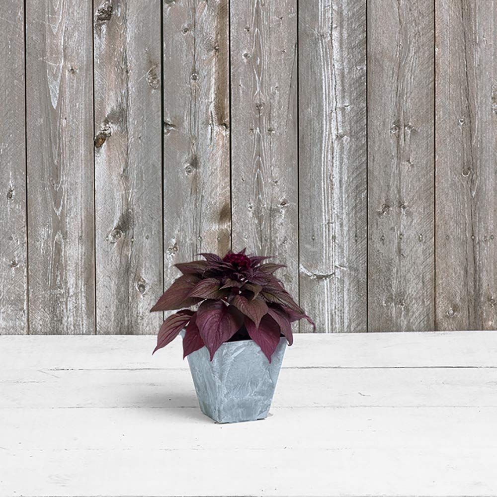 Novelty Ella Square Planter 6-Inch Grey with plants