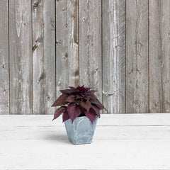 Novelty Ella Square Planter 6-Inch Grey with plants