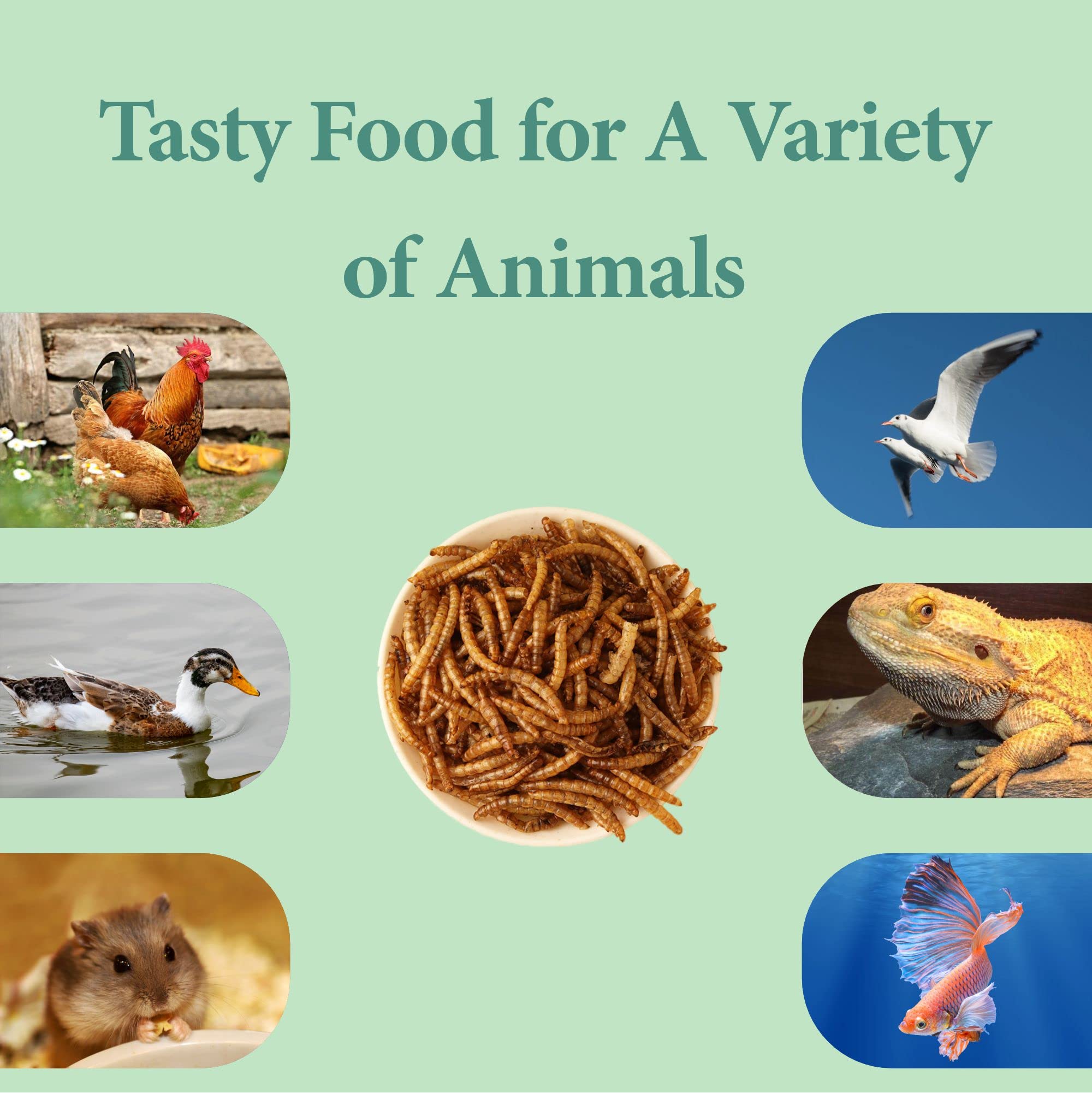 Nutritional information on dried mealworms package