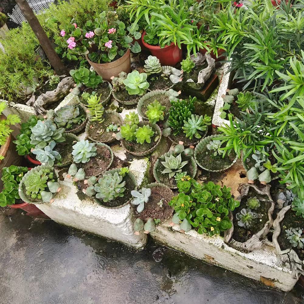 NWFashion Fun Garden Flower Planter with a succulent plant
