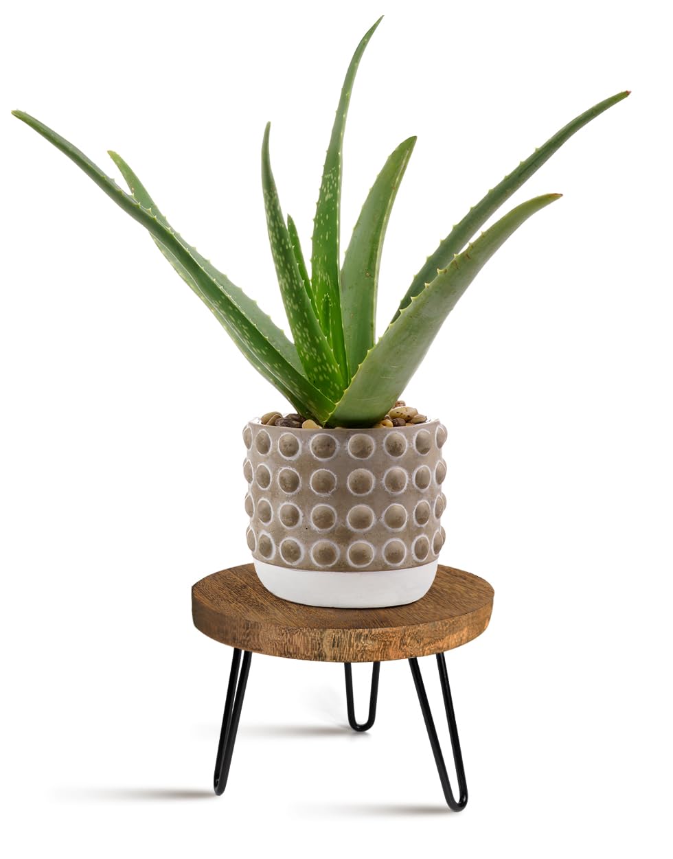 OBTAIN wooden plant stand front view with dark brown finish